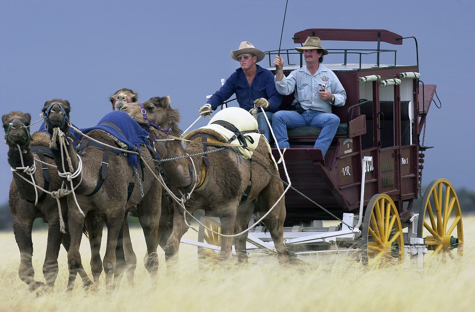 Camel Cobb and Co at Winton, Outback Qld. June 2001